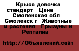 Крыса девочка стандарт › Цена ­ 300 - Смоленская обл., Смоленск г. Животные и растения » Грызуны и Рептилии   